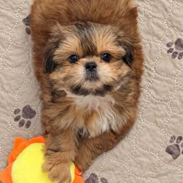 Birkin - Cream and white male Shih Tzu puppy in Gilbert, Arizona from 🌗 New Moon Shih Tzu 🌗