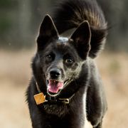 Norwegian Buhunds from Yggdrasil Buhunds