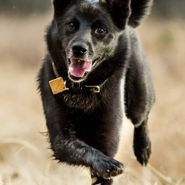 Norwegian Buhunds from Yggdrasil Buhunds