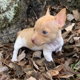 Catahoula Leopard Dog, Cocker Spaniel, Pomeranian, and Teddy Roosevelt Terrier Puppies from Rich Cat’s