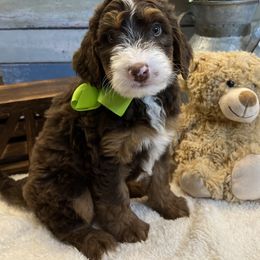 Bernedoodle puppies from Gracie's Goldendoodles and Bernedoodles