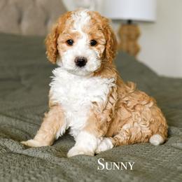 Sunny - Red female Bernedoodle puppy in Tucson, Arizona from Sun Valley Goldendoodles