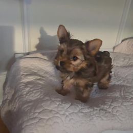 Sable boy - Parti male Yorkshire Terrier puppy in Slate Hill, New York from Wendy's AKC Teacup and Micro Darlings Hudson Valley