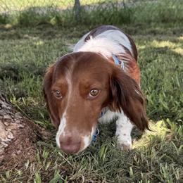 Benny - Dachshund