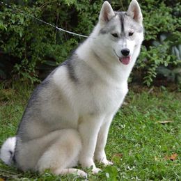 Vanity - Siberian Husky