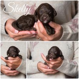 Skelly - Chocolate male Goldendoodle puppy in Woodruff, South Carolina from Crooked Creek Doodles and Poodles