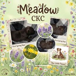 Meadow - Chocolate female Pomeranian puppy in Gun Barrel City, Texas from Petite Poms