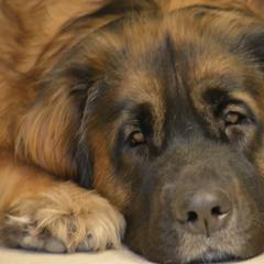 Leonberger All Grown Up from Bluebonnet Leos