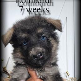 Lombardi - Blue male German Shepherd puppy in Sequim, Washington from German Shepherd Haus
