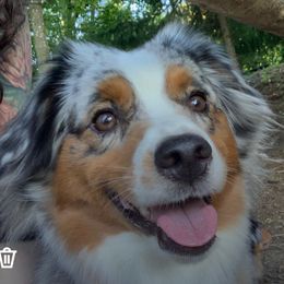 Ruby - Miniature Australian Shepherd