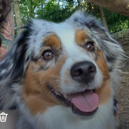 Ruby - Miniature Australian Shepherd