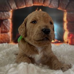 Boy 5 - Apricot male Goldendoodle puppy in San Diego, California from Southside Doodles