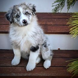 Australian Shepherd Puppies from Johnson Hill Aussies