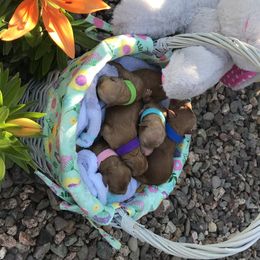 Cavapoo Puppies from Cuddly Cavapoos Texas