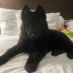Belgian Sheepdog Puppies from Kimberly Perry
