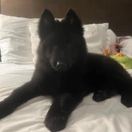 Belgian Sheepdog Puppies from Kimberly Perry