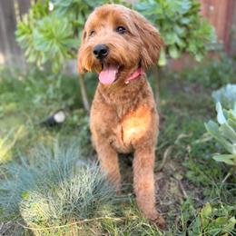 Honey - Goldendoodle