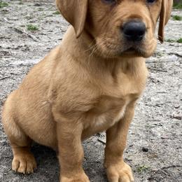 Labrador Retriever Puppies from Triple Threat Labradors