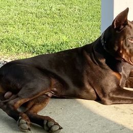 Doberman Pinschers from Horizon Canines