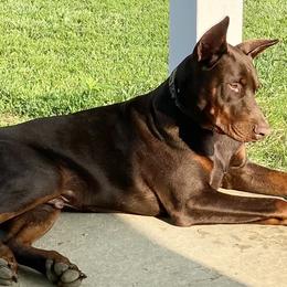 Doberman Pinschers from Horizon Canines