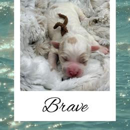 Brave - Parti male Goldendoodle puppy in Horner, West Virginia from Deer Creek Goldens of WV