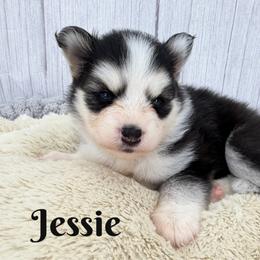 Jessie - Black and white female Pomsky puppy in Eastman, Georgia from Once Upon A Pomsky