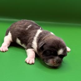 Yuki - Brindle and white male Shih Tzu puppy in Abilene, Texas from L&L Euro Boxers and Small Town Shih Tzus