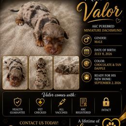 Valor- Longhair - Dapple male Dachshund puppy in Mesquite, Texas from 208 Dox Dynasty