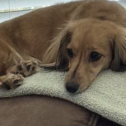 Lola - Dachshund