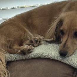 Lola - Dachshund