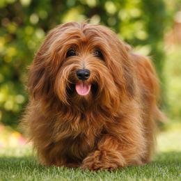 Pepper - Havanese