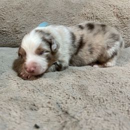 Spider-Man - Red merle male Australian Shepherd puppy in Terryville, Connecticut from Spirited Aussies