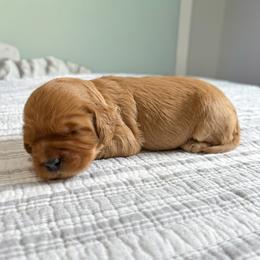 Raspberry Sherbet - Apricot female Australian Labradoodle puppy in Chelsea, Michigan from Michigan Labradoodles
