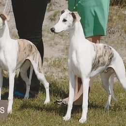 Whippets from Arwen Whippets