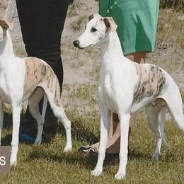 Whippets from Arwen Whippets