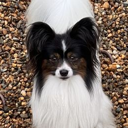 Parker - Papillon