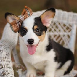 Belladonna (Bella) - Black and tan female Pembroke Welsh Corgi puppy in Benton, Arkansas from High Cotton Corgis