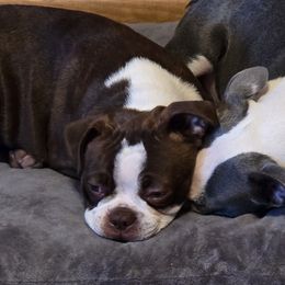 Boston Terriers from D&L Kennels