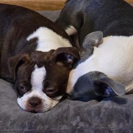 Boston Terriers from D&L Kennels