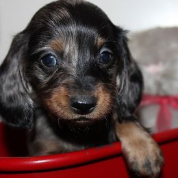 Girl 3 - Blue and tan female Dachshund puppy in Craig, Colorado from Rocky Mountain Shih Tzus and Dry Creek Miniature Dachshunds