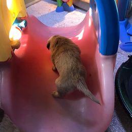 Golden Retriever Puppies from Mueller’s Furry Farm