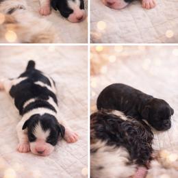 Baby girl number one - Black white and tan female Cocker Spaniel puppy in Renton, Washington from Cam’s Cockers