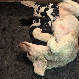 Poodle Puppies from New Hope Standard Poodles