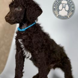 Bobby - Brown male Poodle puppy in Spring Hills, Florida from The Olympus Standard Poodle