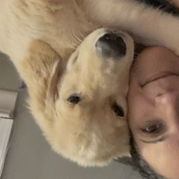 Golden Retriever Puppies from Ruff Life Goldens