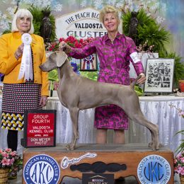 Dolce - Weimaraner