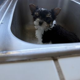 SD99 Biewers Maple B - Black tan and white female Biewer Terrier puppy in Lebanon, Oregon from SD99Biewers