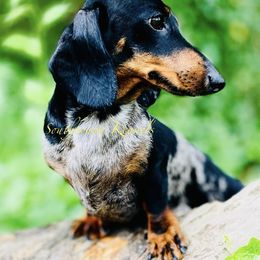 Steel - Dachshund