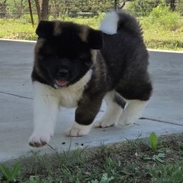 Akita Puppies from Folklore Akitas