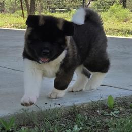 Akita Puppies from Folklore Akitas